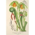 thumbnail image 2 of Charles Antoine Lemaire 13x18 Gold Ornate Wood Frame and Double Matted Museum Art Print Titled - Darlingtonia Californica (1854-1896), 2 of 4