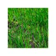 Rye Grass Seed Fast Growing and Hardy Grass, Cover Crop, Food Plot