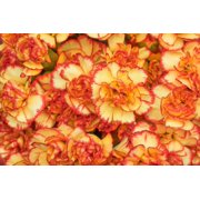Seedville 50 Picotee Mix Carnation Flower Seeds, Double Bicolor Striped, Dianthus Caryophyllus