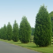 Brighter Blooms - Leyland Cypress Tree, 3-4 ft. - No Shipping to AK, AZ, HI