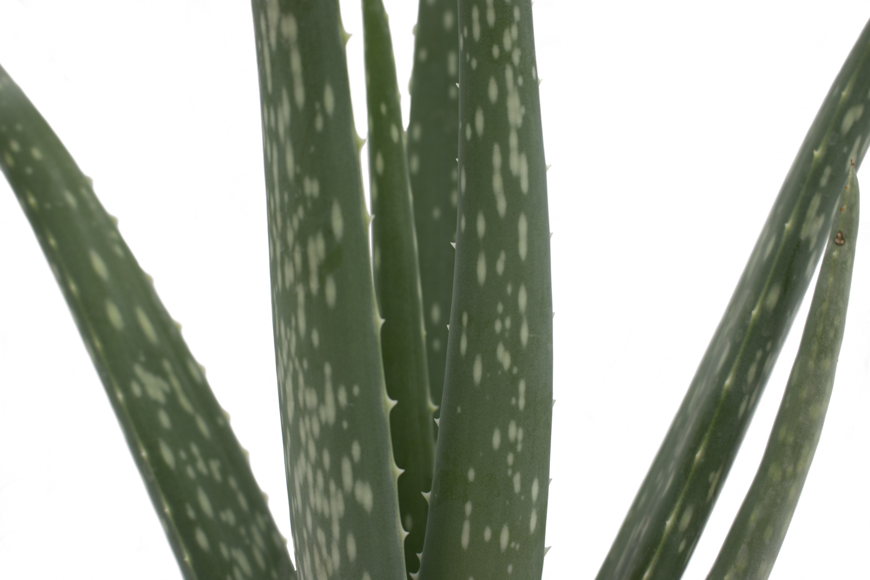 Costa Farms Desert Escape Live Indoor 7in. Tall Green Aloe Vera; Bright, Direct Sunlight Plant in 4in. Grower Pot - image 4 of 11
