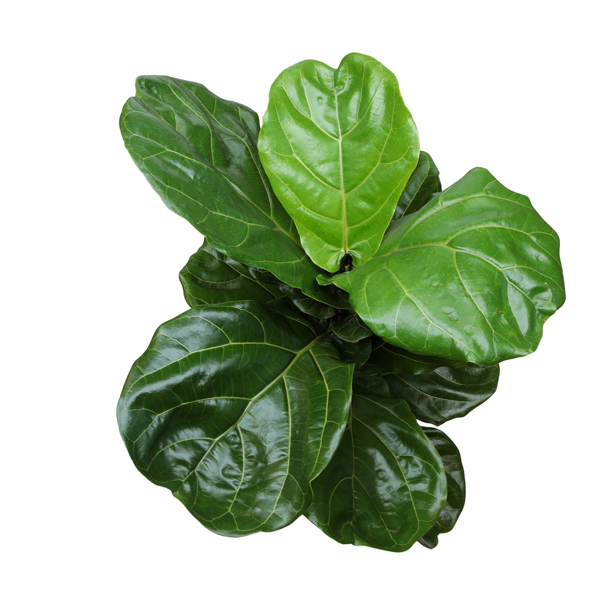 Ficus Lyrata Tree in 10" Grower Pot, Air Purifying Live Plant