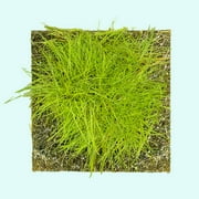 Dwarf Hairgrass 3X 3" Coconut Coir Mat Live Aquarium Plants BUY2 GET1 FREE