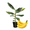 Grand Nain, variant on Dwarf Cavendish Banana Tree Live Plant 4–6 Inches Tall, Tropical Banana Plant for Outdoor Garden or Patio Container, No Pot