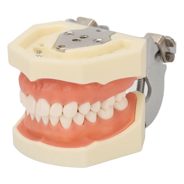 Cyst Teeth Model,Maxillary Cyst Dental Model Cyst Teeth Teaching Model ...