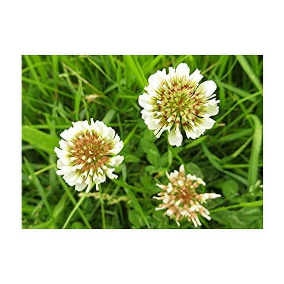 Dutch White Clover Nitro Coated Inoculated by Seed Kingdom Bulk 120,000 Seeds