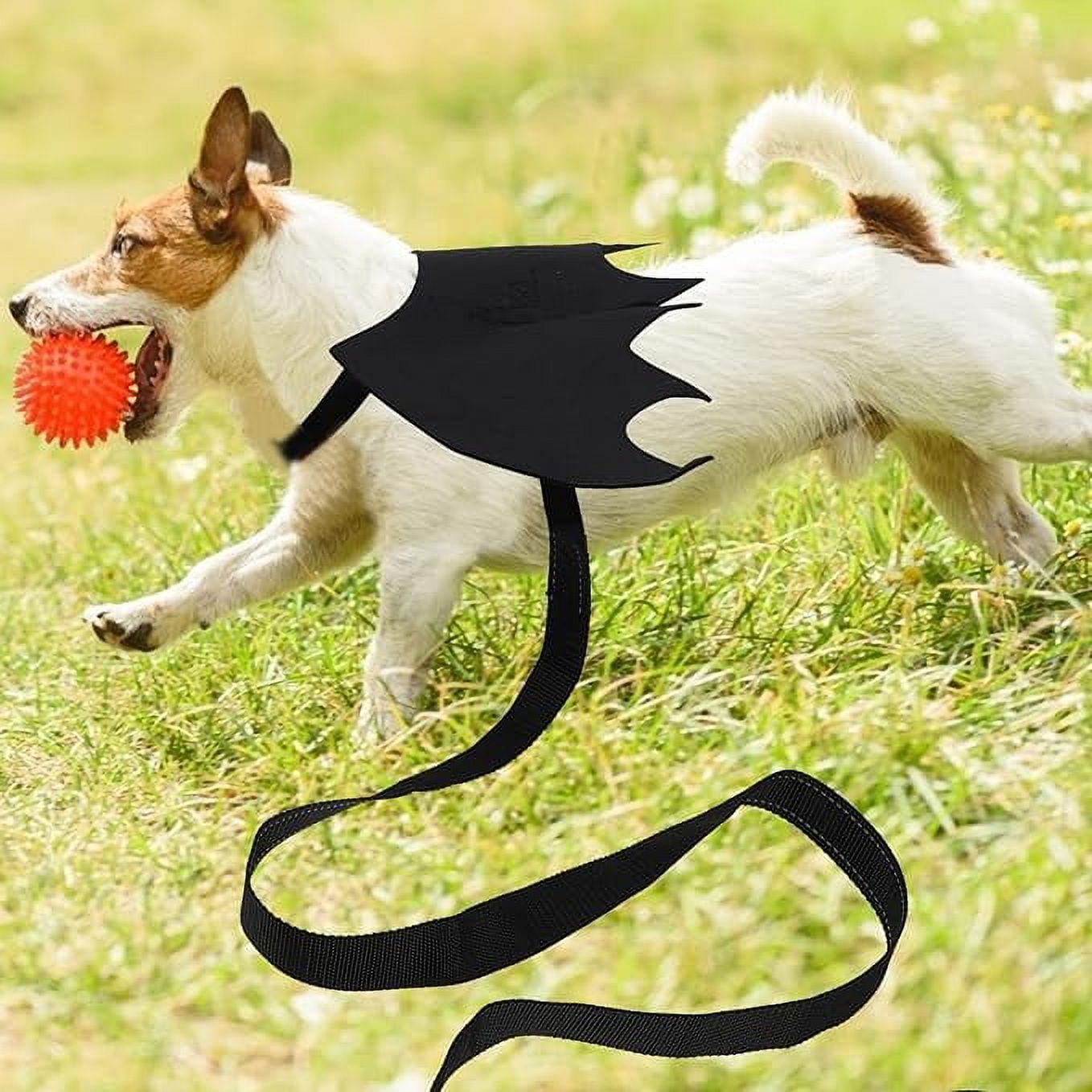 Dog bat wings harness 2025
