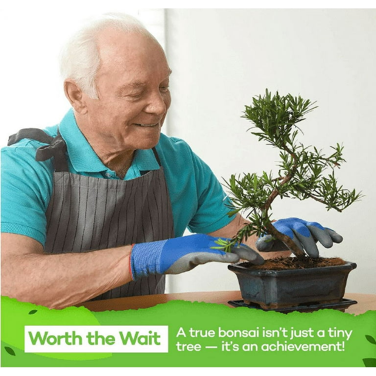 Grow Your Own Bonsai Tree Kit, 5 different varieties - Grow Your
