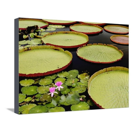 Longwood Gardens Christmas Discount Water Lily and Lily Pad Pond, Longwood Gardens, Pennsylvania, Usa Stretched Canvas Print Wall Art By Adam Jones ()