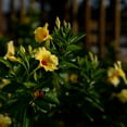 thumbnail image 3 of Island Blooms Live Outdoor Yellow Mandevilla in 1.5 Pint Pot – 14In Tall, Full Sun, 3 of 7
