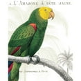 thumbnail image 3 of Wild Apple Portfolio 12x14 Black Modern Framed Museum Art Print Titled - Parrot Botanique I, 3 of 5