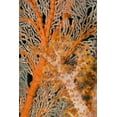 thumbnail image 2 of Shimlock, Jones 13x18 Gold Ornate Wood Framed with Double Matting Museum Art Print Titled - Indonesia, Papua Orange sea fan under tree coral, 2 of 4