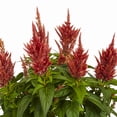 thumbnail image 2 of Better Homes & Gardens 2.5QT Multicolor Celosia Live Plants with Grower Pot, 2 of 3