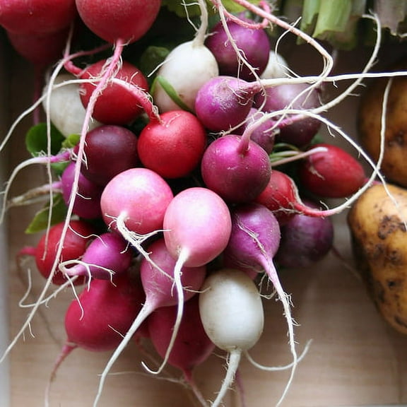 Radish Easter Egg Blend Great Heirloom Vegetable By Seed Kingdom BULK 6,000 Seeds
