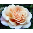thumbnail image 3 of 30 Rare Seeds| Hybrid Tea Spiced Coffee Rose Bush Flower Seeds#1118| BUY 4 GET 1 FREE|, 3 of 3