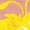 DESERT PINK, variant on - Big Bird Face - Toddler Girls Short Sleeve Graphic T-Shirt