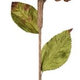 thumbnail image 4 of Vickerman 17" Artificial Mocha Hydrangea Christmas Spray, 3 per bag, 4 of 4