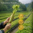 thumbnail image 3 of Natural Aroma Japanese Wasabi (42g), 3 of 7