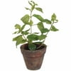 Basil Plant In Pot.
