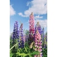 thumbnail image 4 of Russell Lupine Seeds/ Perennial/ Full Sun/10 Seeds 1/4 Gram/ Zellajake Farm and Garden - B143, 4 of 5