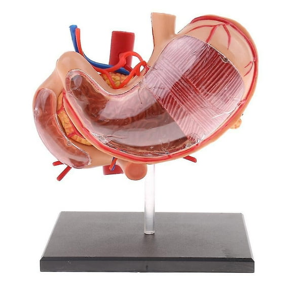 2:3 Human Human Stomach Pancreas With Internal Organs Model Anatomy