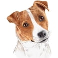thumbnail image 2 of CafePress - Jack Russell Terrier Mug - 11 oz Ceramic Mug - Novelty Coffee Tea Cup, 2 of 3