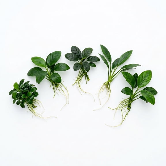 Anubias Aquatic Plants Bundle Small 1-3 Inches (5 Pack)
