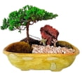 thumbnail image 1 of Bonsai clase B en maceta por pieza, 1 of 2