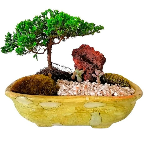 Bonsai clase B en maceta por pieza