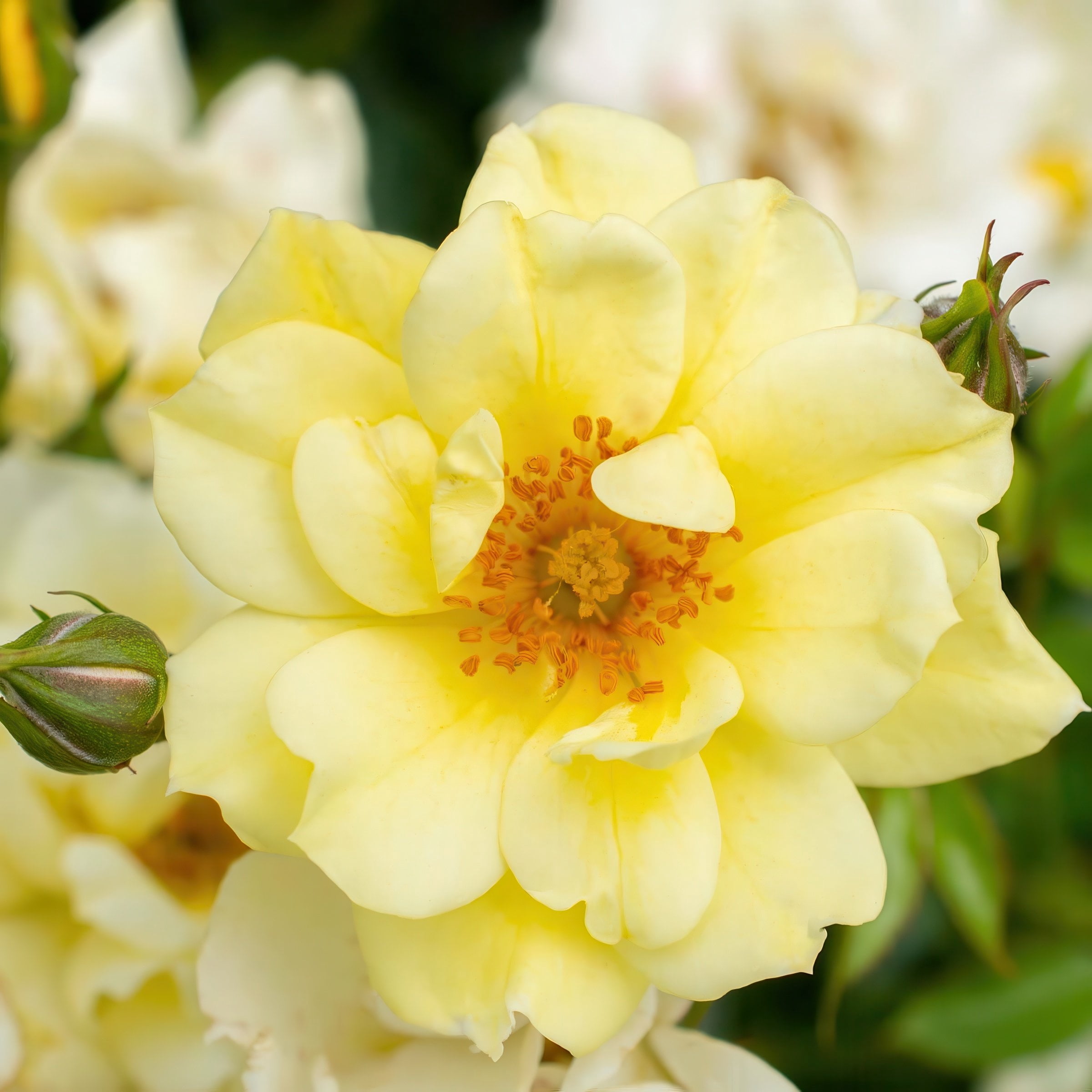 National Plant Network 3 gal. Drift Rose Lemon