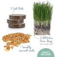 thumbnail image 3 of The Cat Ladies Cat Grass Growing Kit for Indoor Cats includes Grow Bags, Soil and Seeds, 3 Pack, 3 of 8
