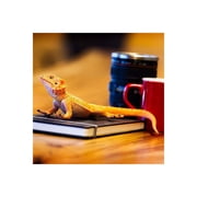 Safari Ltd. Bearded Dragon Figurine - Lifelike 8.5 Model Figure - Educational Toy for Boys, Girls, and Kids Ages 18M+