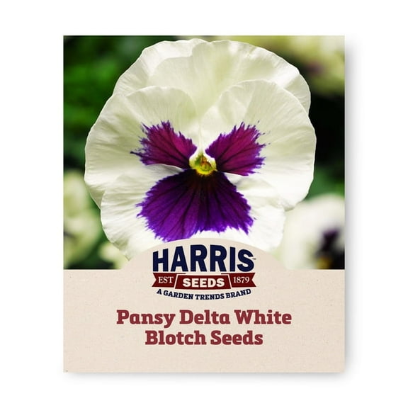 Harris Seeds - Pansy Delta White Blotch F1 Seeds - Fast Germination - 250 Seeds