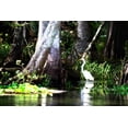 thumbnail image 2 of Alan Hausenflock 40x28 Gallery Wrapped Canvas Wall Art Titled - Stalking Egret, 2 of 4