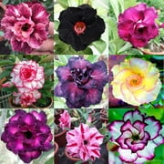 Mixed Color Desert Rose Seeds to Grow | 10 Seeds | Adenium Obesum,10 Seeds to Grow.. Exotic Bonsai Plant