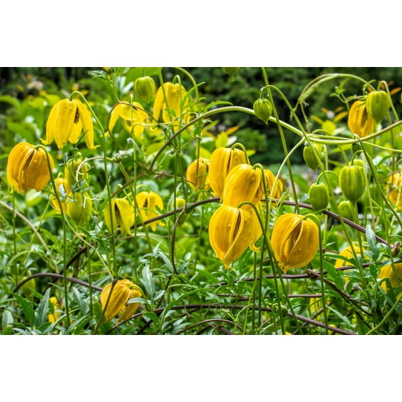 Seedville 10 Clematis ‘Radar Love’ Flower Seed