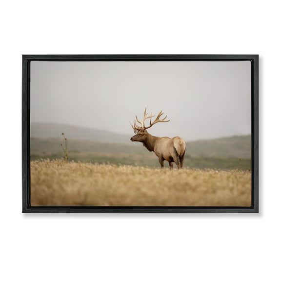 Stupell Industries Tule Elk Photography Landscape & Nature Photography Black Floater Framed Canvas Art Print Wall Art, 25 x 17