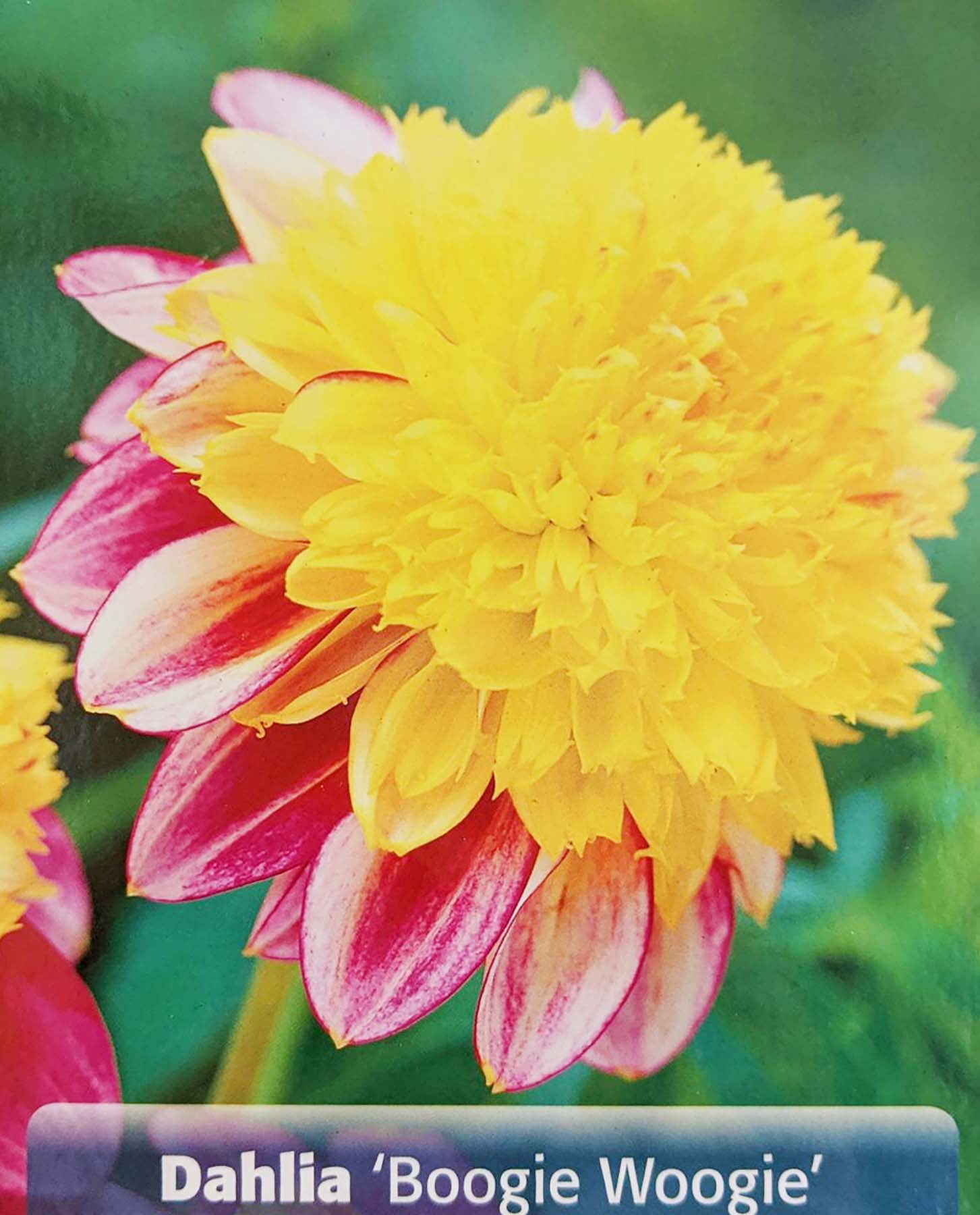 Boogie Woogie PowderPuff Dahlia 1 Size Root Clump Lilac & Yellow
