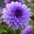 thumbnail image 1 of TASC Bulbes à fleurs- Dahlia (2 Bulbes), 1 of 2