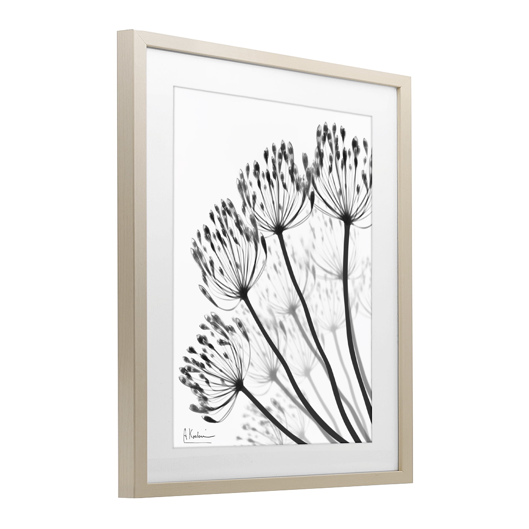 Stupell Industries Floral Fan Dandelions Birch Framed Print Under Glass, design by Albert Koetsier