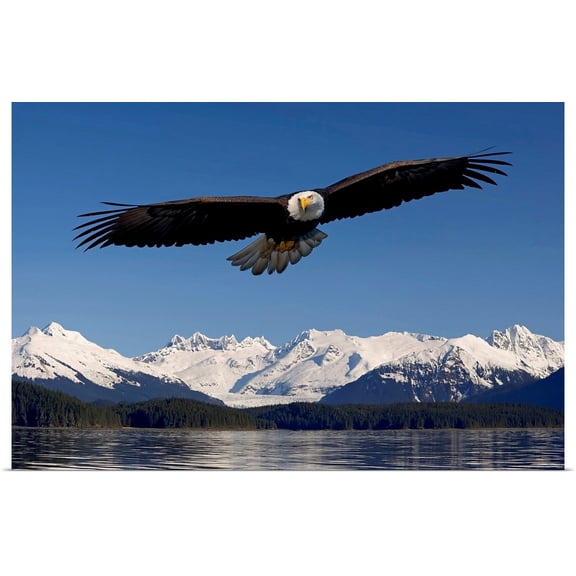 Great BIG Canvas | Rolled John Hyde Poster Print entitled Bald Eagle in flight Inside Passage Tongass National Forest SE Alaska Spring
