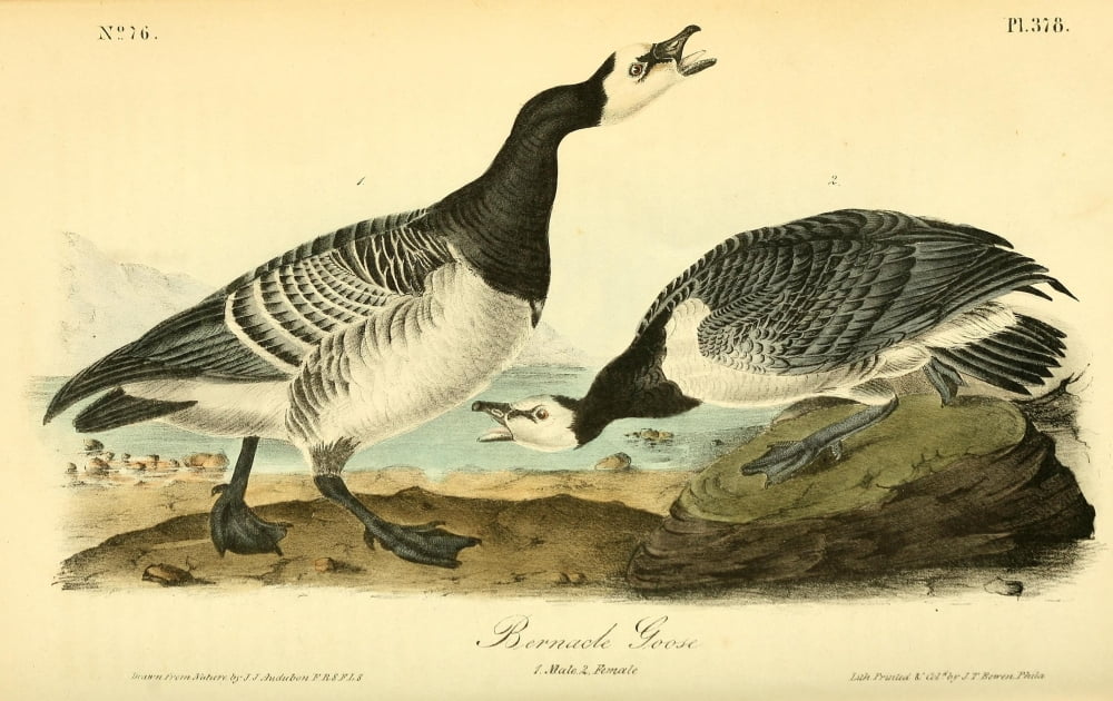 Birds Of America 18