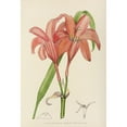 thumbnail image 2 of Illtyd Buller Pole-Evans 18x24 Gold Ornate Framed and Double Matted Museum Art Print Titled - Cyrtanthus Sanguineus (1921), 2 of 4