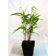 thumbnail image 2 of David Bisset Bamboo - Phyllostachys bissetii - 4" Pot, 2 of 4