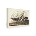 thumbnail image 2 of John James Audubon 'Rail' Canvas Art, 2 of 3