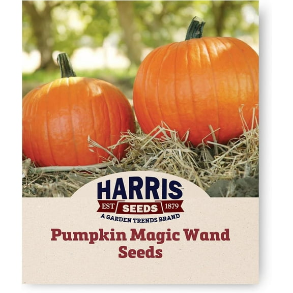 Pumpkin Magic Wand F1 Standard Treated Non-GMO Large Vines - 250 Seeds