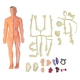 thumbnail image 2 of Human Body Model Toys, Plastic DIY Assembly Fine Workmanship Human Body Model Hands On Ability Improvement  For Early Education For Above 6 Years Old, 2 of 8