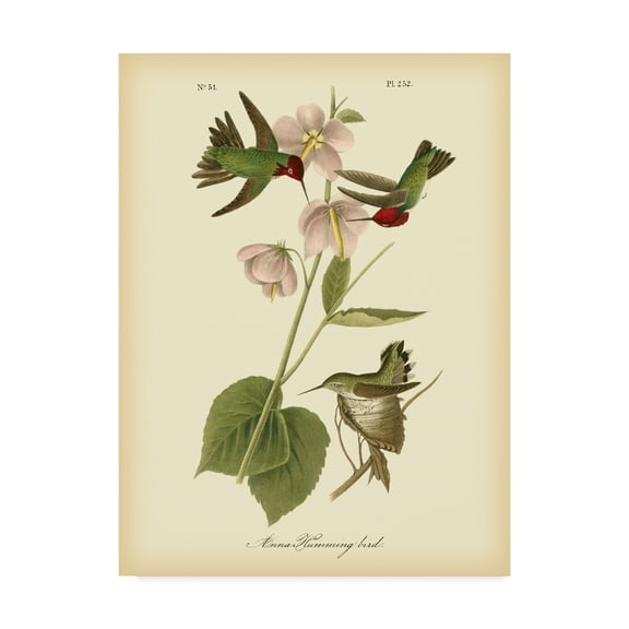 Trademark Fine Art 'Anna Hummingbird' Canvas Art by John James Audubon