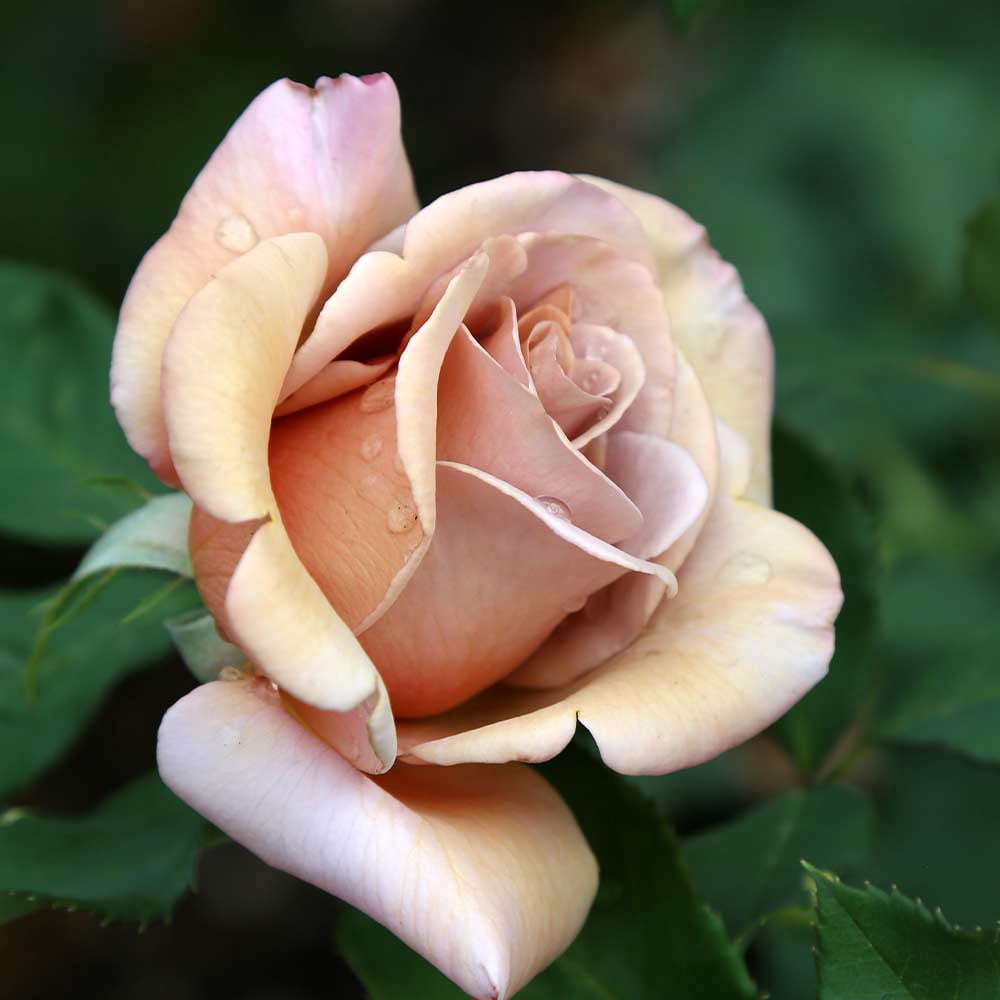 Heirloom Roses Rose Bush - The Koko Loko Floribunda Plant , Live Plants For Outdoors , Own Root Rose Bushes For Planting , One Gallon Potted Outdoor Flower Plants