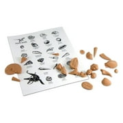 Fossil Kit, 21 Piece, Includes Teacher's Guide